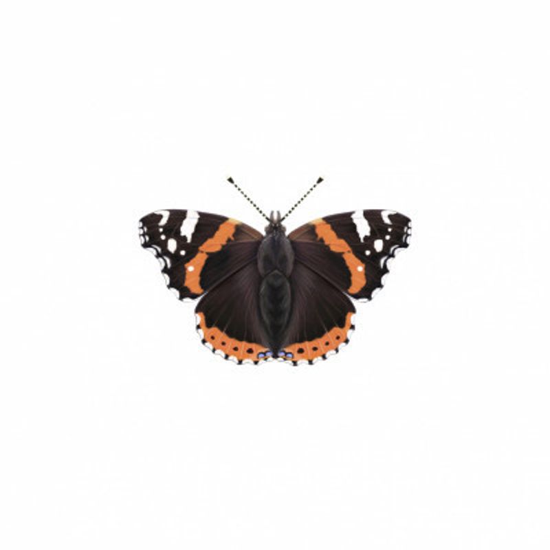 Red Admiral