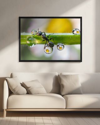 the ant between the drops