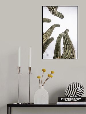 Cacti Reaching Skyward