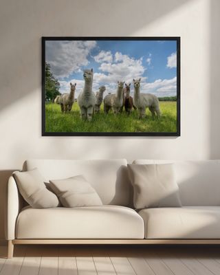 Send in the Alpaca's!