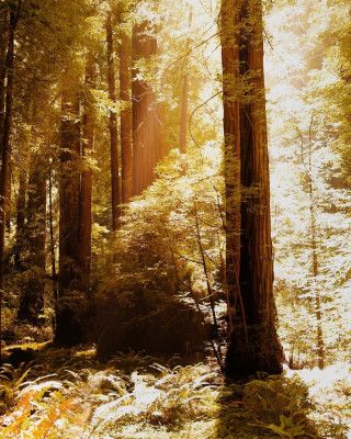 Redwood Forest Sunbeams