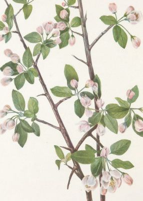 Wild Sweet Crab From North American Wildflowers (1925) By Mary Vaux Walcott.