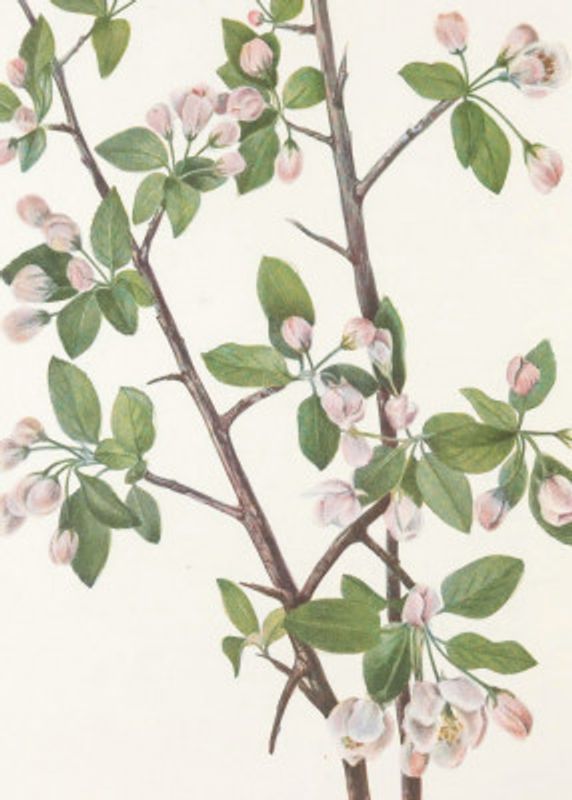 Wild Sweet Crab From North American Wildflowers (1925) By Mary Vaux Walcott.