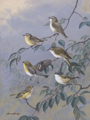 Vireos By Allan Brooks