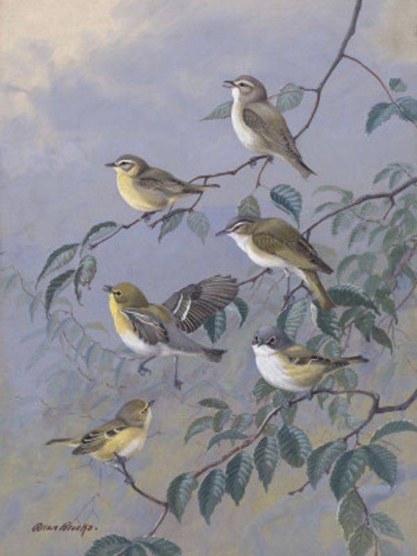 Vireos By Allan Brooks