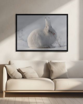 wild arctic hare