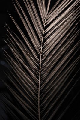 Elegant Palm Frond