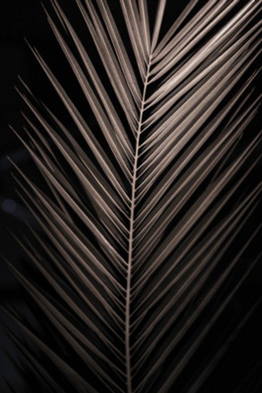 Elegant Palm Frond