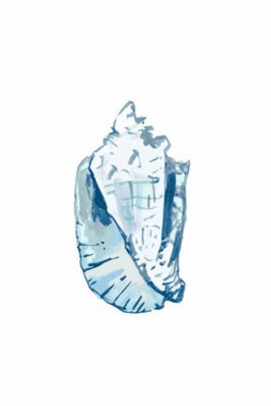 Blue Seashell On White Background No6