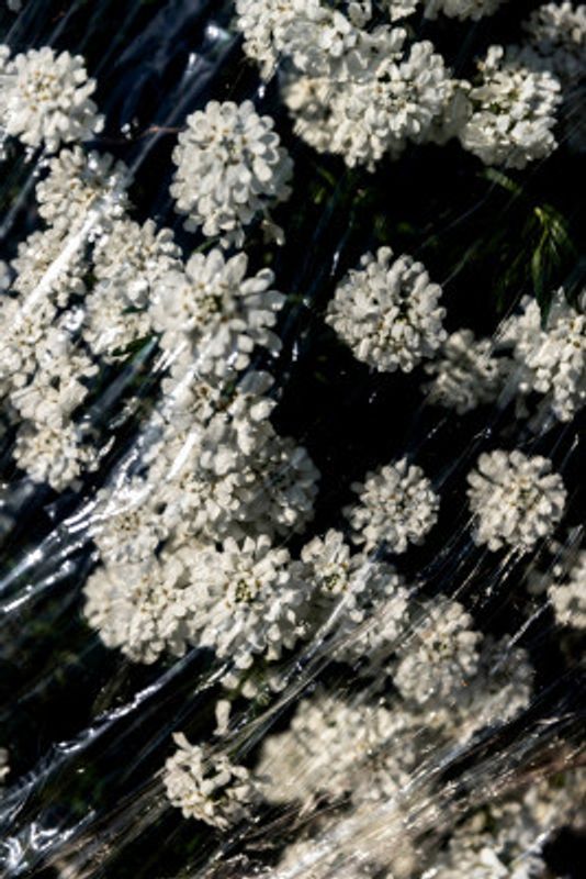 Glistening Wrapped Flowers
