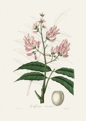 Geoffroya Inermis Medical Botany