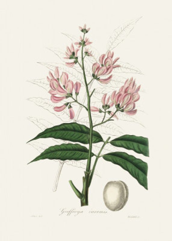 Geoffroya Inermis Medical Botany