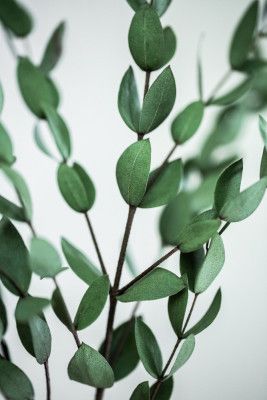 Eucalyptus Branches
