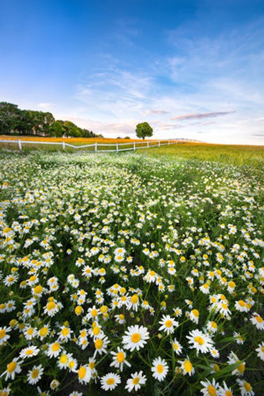 Daisyfield in Sweden