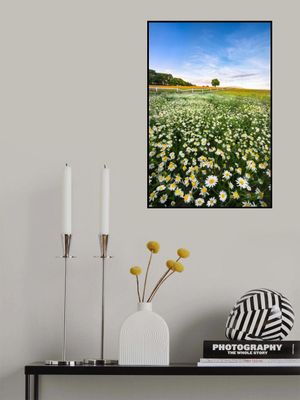 Daisyfield in Sweden