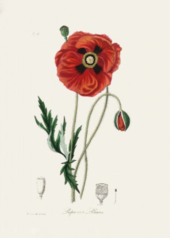 Common Poppy (papaver Rhoeas) Medical Botany