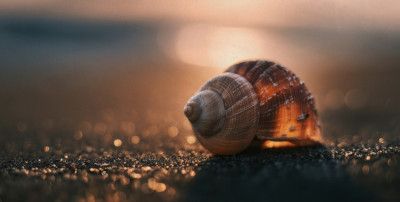Golden Hour Seashell