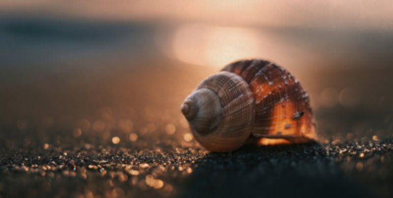 Golden Hour Seashell