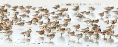 Bar-tailed Godwit 19