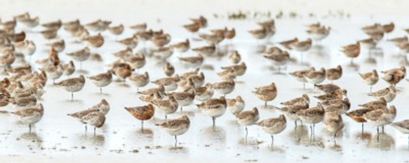 Bar-tailed Godwit 19