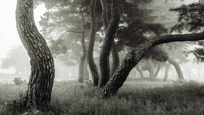 Pine Grove in Fog-1