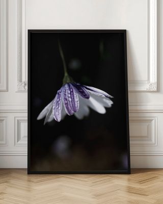 Purple Daisy Rain Drops
