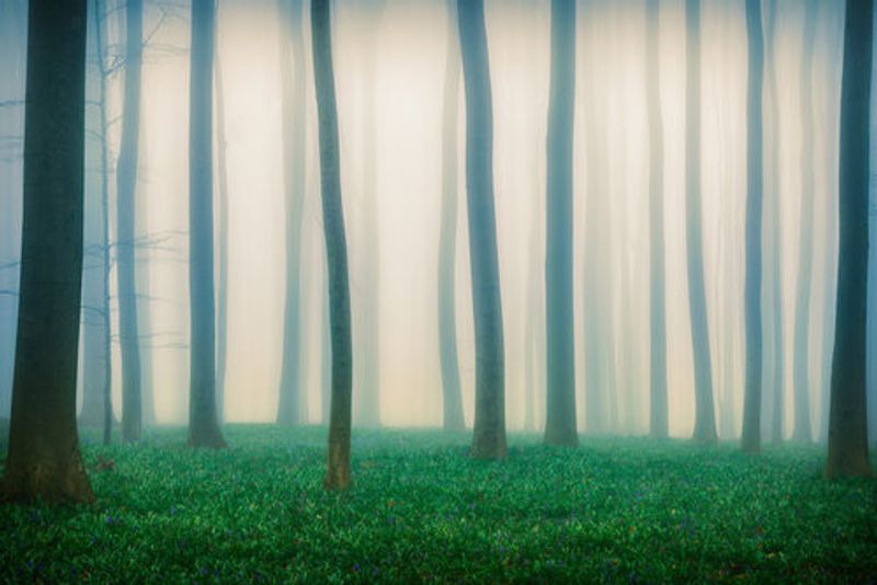 Daydreaming of Bluebells