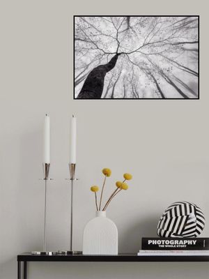 A view of the tree crown