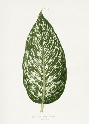 Dieffenbachia Seguina Leaf Illustration