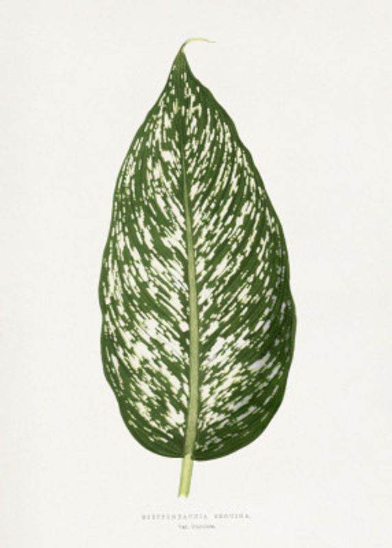 Dieffenbachia Seguina Leaf Illustration