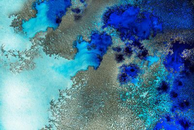 Fiji Coral Reef - Reef Resonance