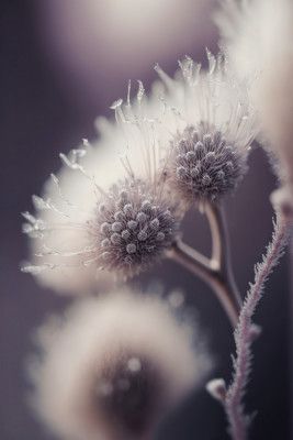 Ethereal Blooms