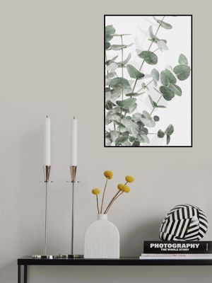 Eucalyptus_003