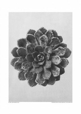 Margined Pyramidal Saxifrage