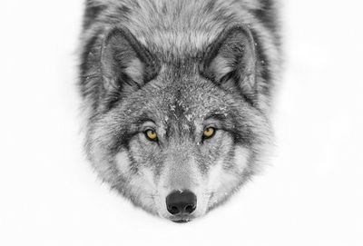 Yellow eyes - Timber Wolf