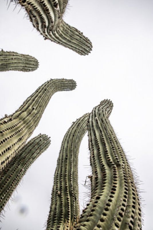 Cacti Reaching Skyward