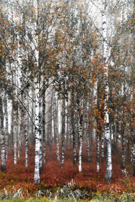 Autumn Birch