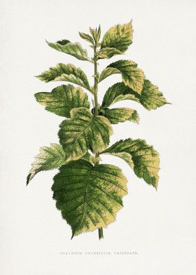 Common Hawnthorn Leaf Illustration