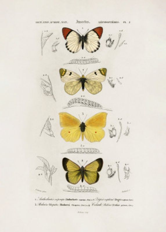 Different Types of Butterflies