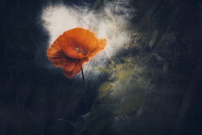 Poppy tears