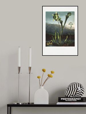 American Bog Plants from The Temple of Flora (1807)