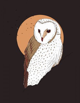 Owl in the Moonlight