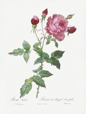 Provence Rose, Les Roses (1817–1824)