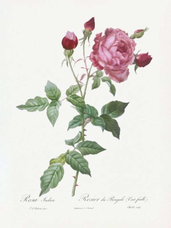 Provence Rose, Les Roses (1817–1824)