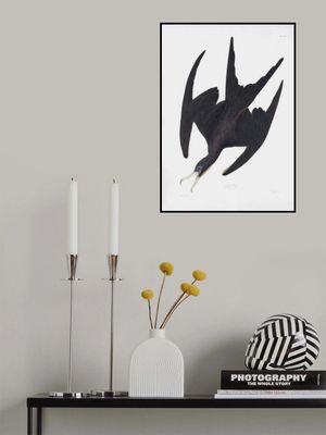 Frigate Pelican From Birds of America (1827)