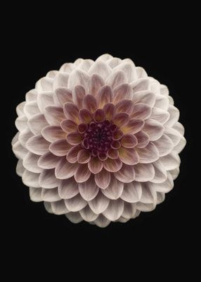 Dahlia