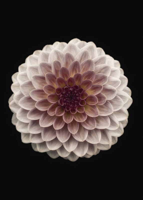 Dahlia