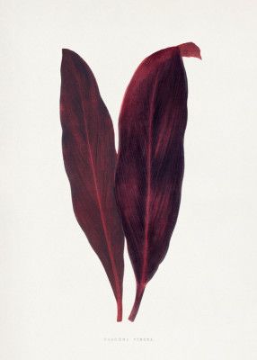 Pink Dracaena Ferrea Leaf Illustration