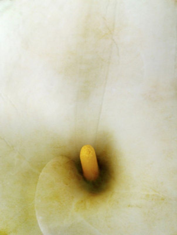 Creamy Calla Lily