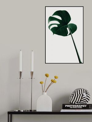 Monstera Natural 40
